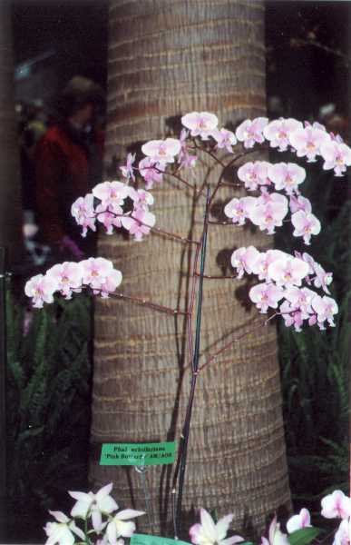 The 21-st New York International orchid exhibition. Image 31