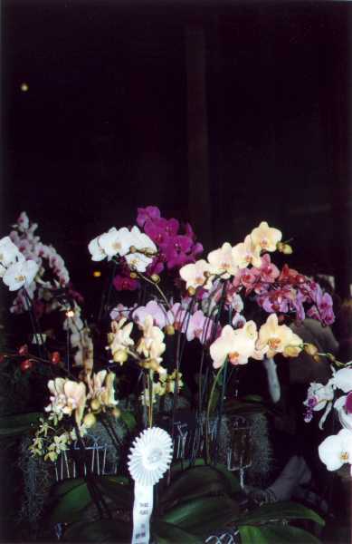 The 21-st New York International orchid exhibition. Image 40