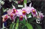 The 21-st New York International orchid exhibition. Image 07