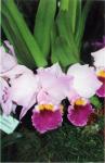 The 21-st New York International orchid exhibition. Image 20