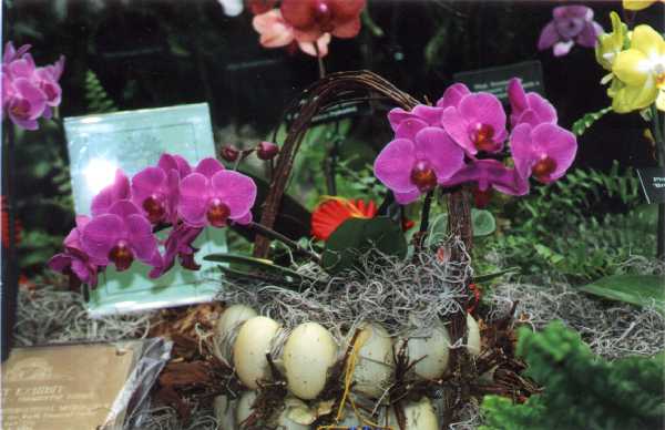 The 21-st New York International orchid exhibition. Image 03