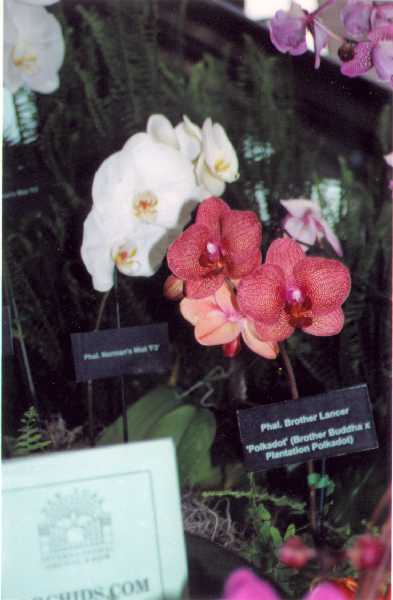The 21-st New York International orchid exhibition. Image 04