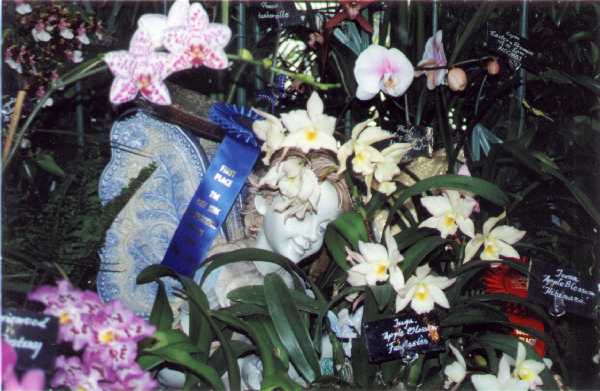 The 21-st New York International orchid exhibition. Image 05