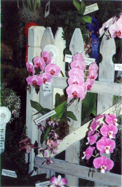 The 21-st New York International orchid exhibition. Image 06