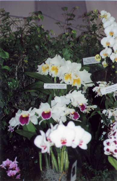 The 21-st New York International orchid exhibition. Image 08