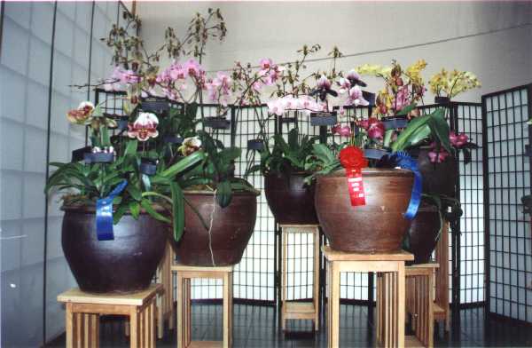 The 21-st New York International orchid exhibition. Image 10