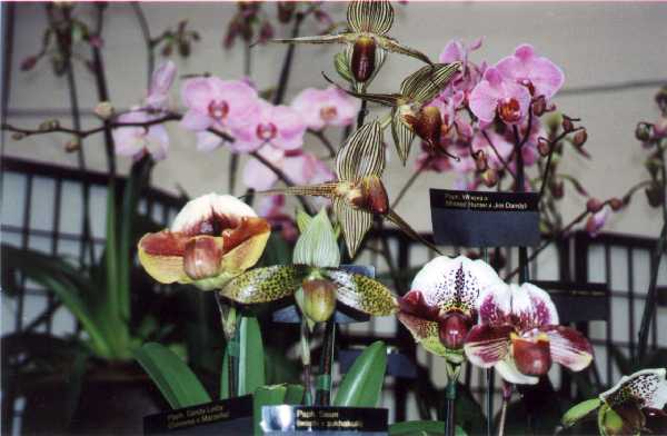 The 21-st New York International orchid exhibition. Image 11