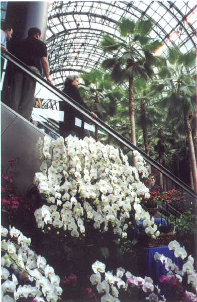 The 21-st New York International orchid exhibition. Image 12