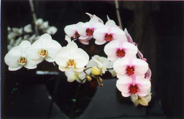 The 21-st New York International orchid exhibition. Image 16