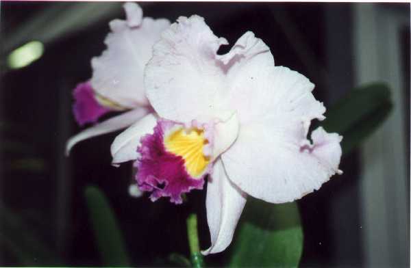 The 21-st New York International orchid exhibition. Image 19
