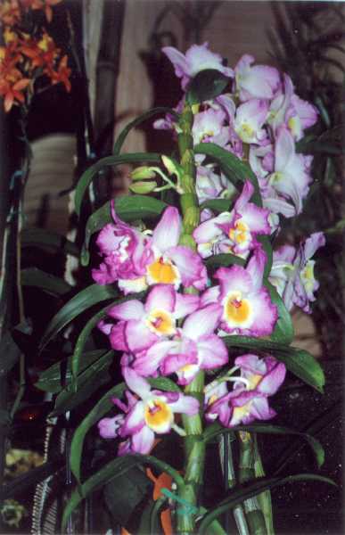 The 21-st New York International orchid exhibition. Image 26