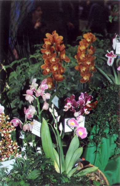 The 21-st New York International orchid exhibition. Image 28