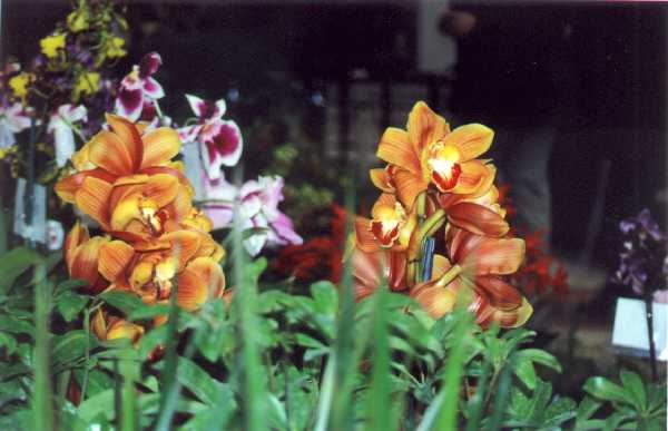 The 21-st New York International orchid exhibition. Image 35