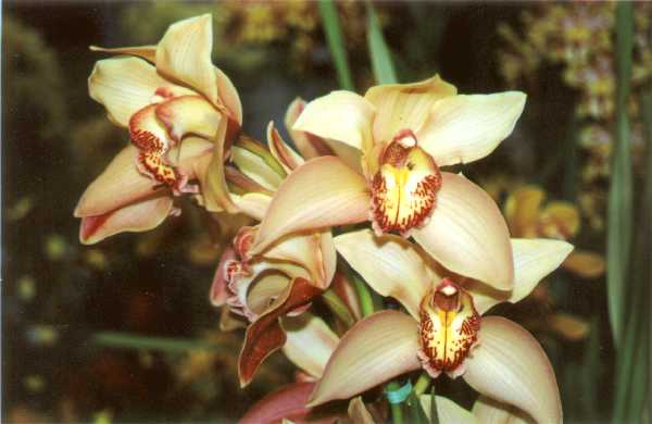 The 21-st New York International orchid exhibition. Image 36