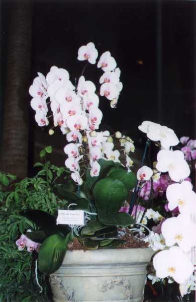 The 21-st New York International orchid exhibition. Image 42