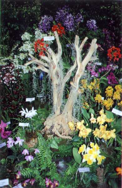 The 21-st New York International orchid exhibition. Image 45