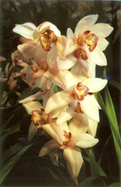 The 21-st New York International orchid exhibition. Image 46
