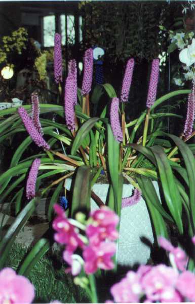 The 21-st New York International orchid exhibition. Image 47