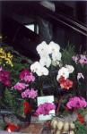 The 21-st New York International orchid exhibition. Image 02