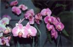 The 21-st New York International orchid exhibition. Image 17